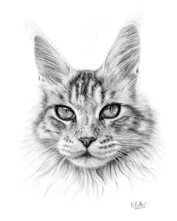 tabby cat pencil portrait