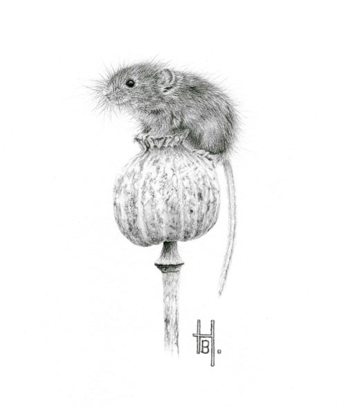 harvest mouse