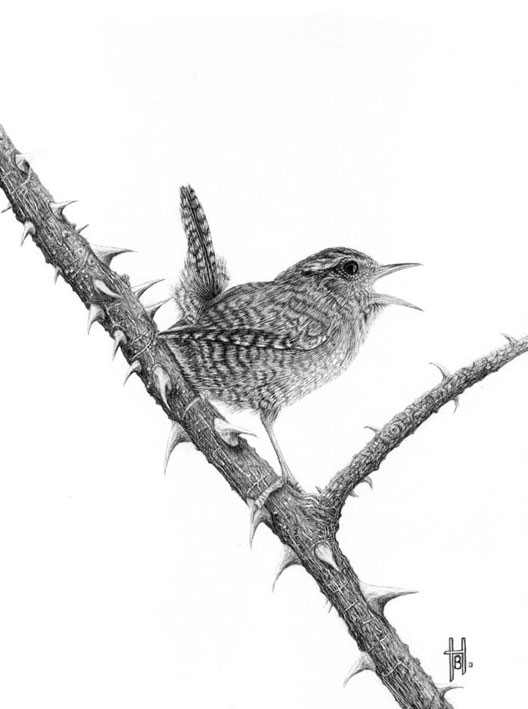 Wren bramble